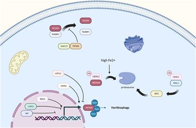 Frontiers | Ferritinophagy, A Form Of Autophagic Ferroptosis: New ...